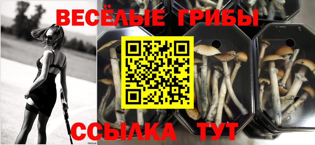 Изобильный  Галлюциногенные грибы Cubensis  Вход с VPN 